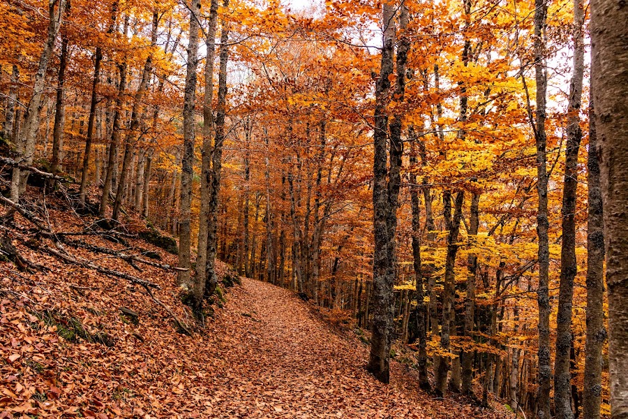Hayedo de Tejera Negra