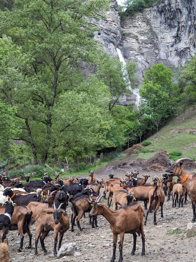 La Cañabla Queso Artesano