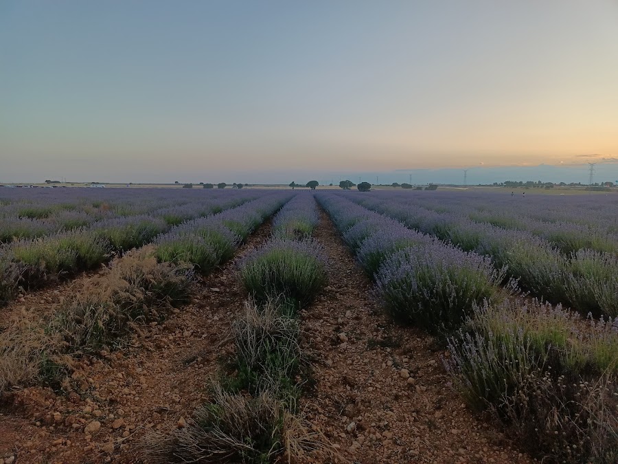 Campos de Lavanda
